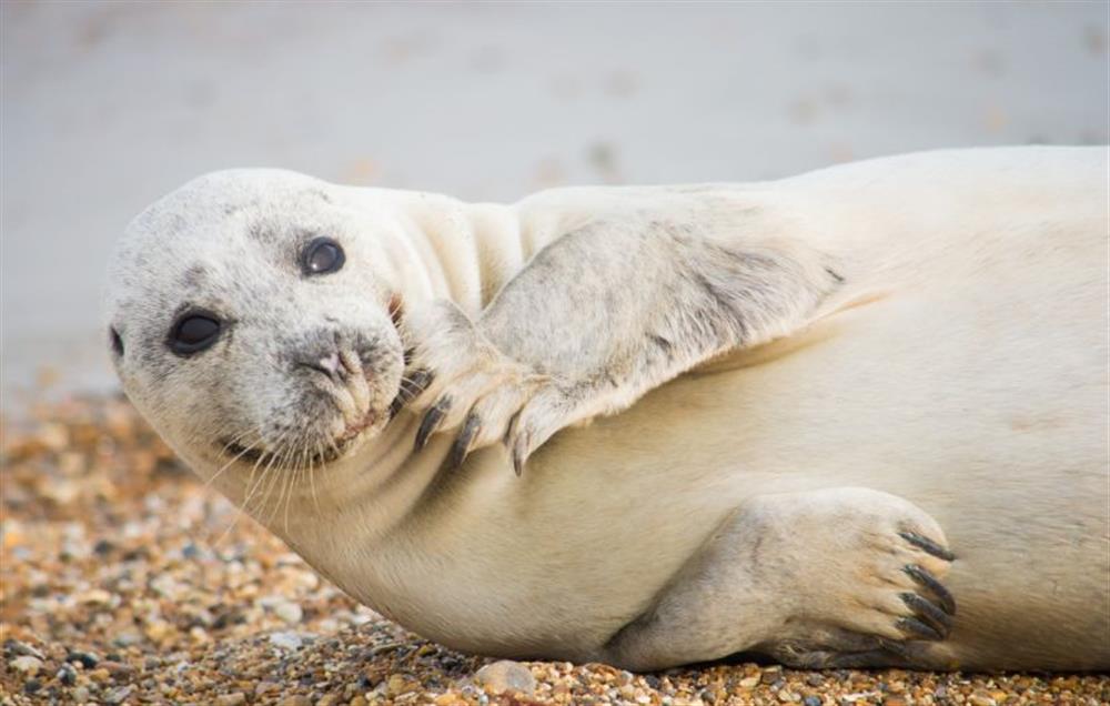 Seals are frequently seen on the Norfolk coast at Christmas Barn, Snettisham near Kings Lynn