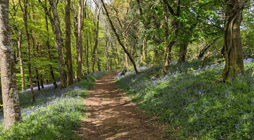 A woodland path leading through two banks of bluebells, with trees lining the route at Cider Cottage in Yelverton, Devon