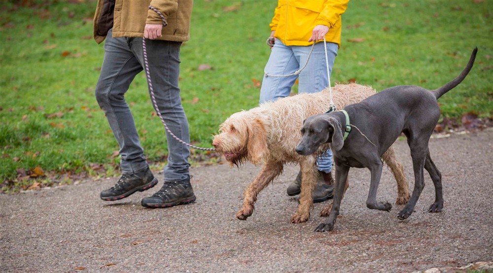 Two large dogs on leads held by two people on a path at Cider Cottage in Yelverton, Devon