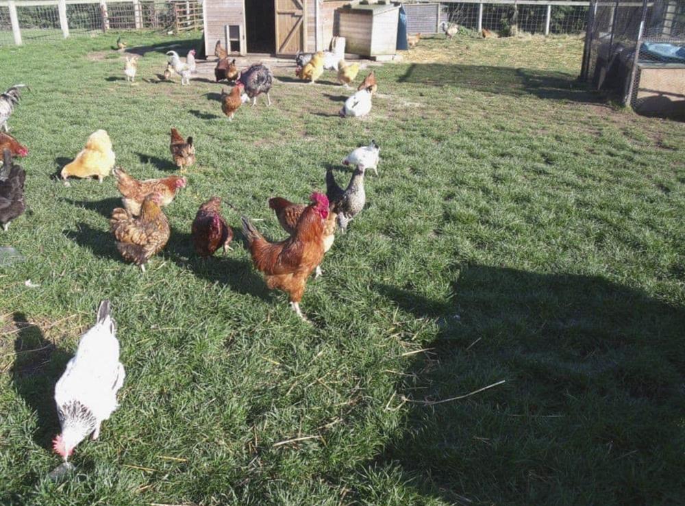 Chickens are amongst the range of friendly farm animals at Cowslip Cottage, 