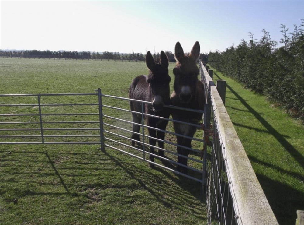 Donkeys are amongst the range of friendly farm animals (photo 2) at Cowslip Cottage, 