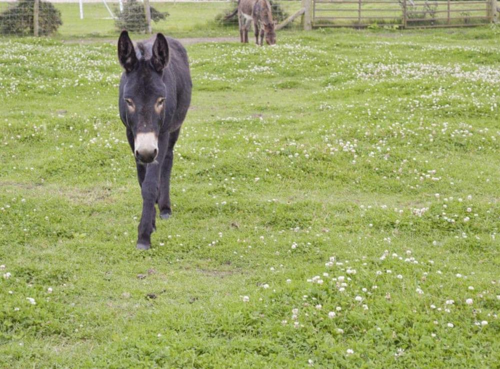 Donkeys are amongst the range of friendly farm animals at Cowslip Cottage, 