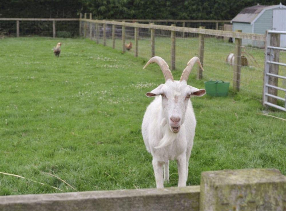 Goats are amongst the range of friendly farm animals at Cowslip Cottage, 