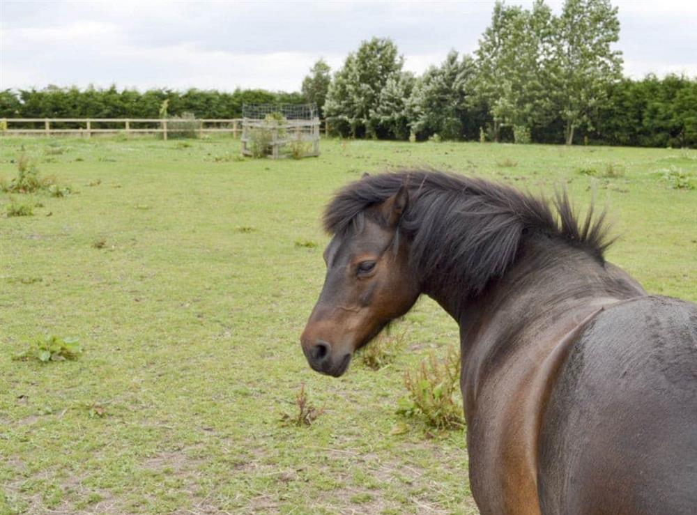 Horses are amongst the range of friendly farm animals at Cowslip Cottage, 