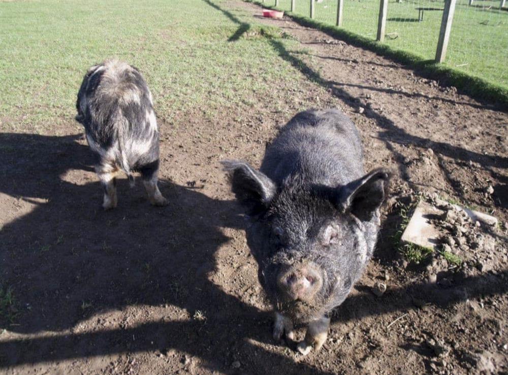 Pigs are amongst the range of friendly farm animals at Cowslip Cottage, 