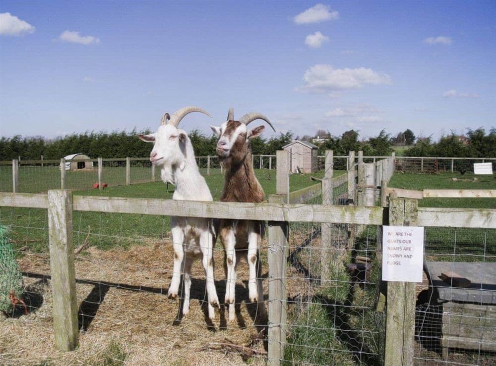 Goats are amongst the range of friendly farm animals