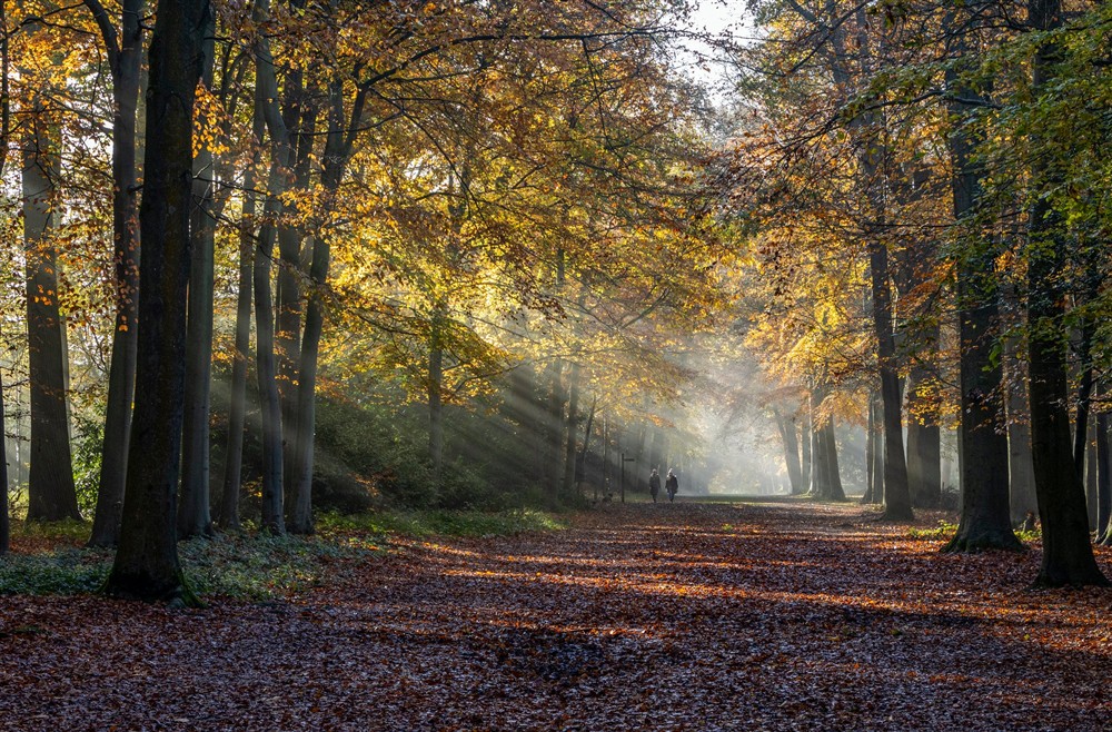 Woodlands Path in Autumn at Cliveden Ferry Cottage in Nr Maidenhead, Berkshire