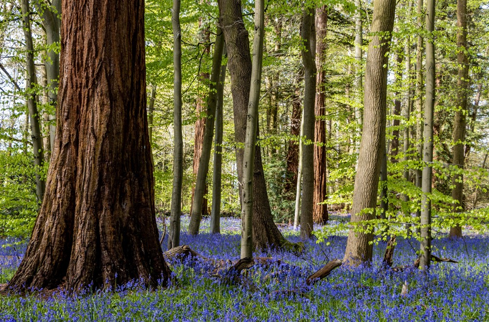 A blanket of blue/purple bluebells covering the woodlands floor with trees peppered throughout. at Cliveden New Cottage in Nr Maidenhead, Berkshire