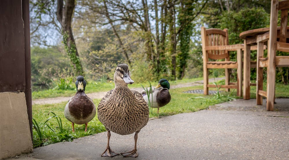 Ducks in the garden of one of the holiday cottages at Cliveden New Cottage in Nr Maidenhead, Berkshire