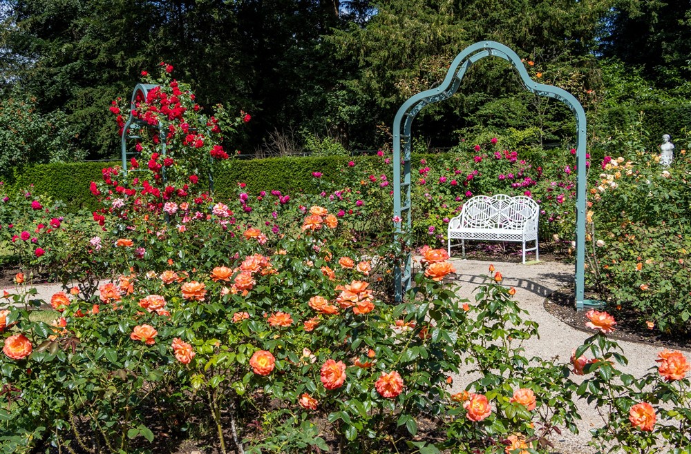 red, apricot and yellow roses with a green painted rose arch and white bench at Cliveden New Cottage in Nr Maidenhead, Berkshire