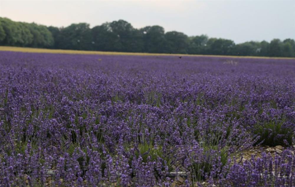 Nearby lavender fields