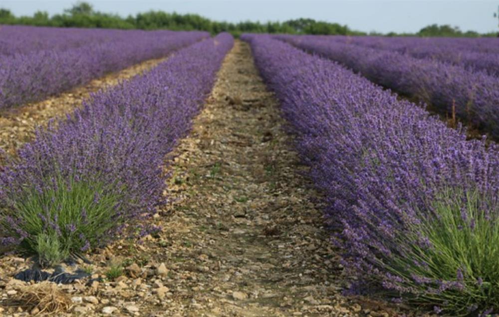 Nearby lavender fields