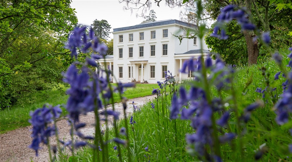 Gravel path leading to a white house, with bluebell flowers in the foreground. at Compass Cottage in Dartmouth, Devon