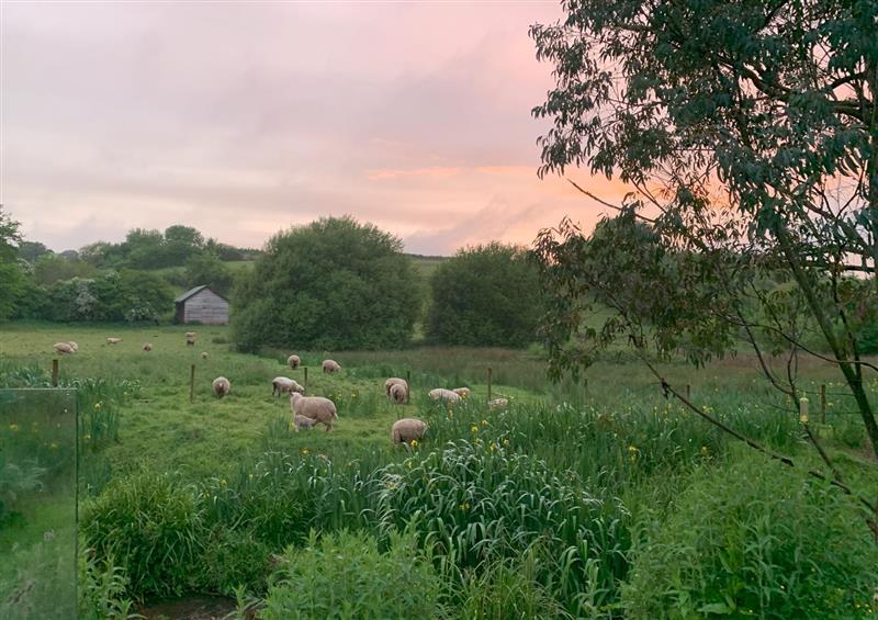 The setting around Coombe Valley Shepherd's Hut