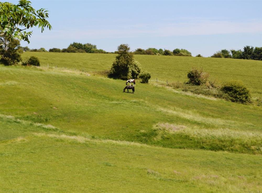 Wander over the owners fields in the lovely Alkham valley