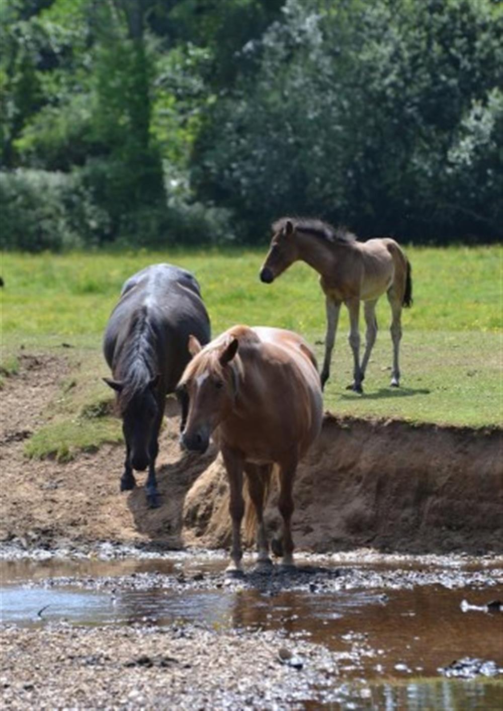 Ponies at Balmer Lawn, Brockenhurst at Corcaigh in Lymington