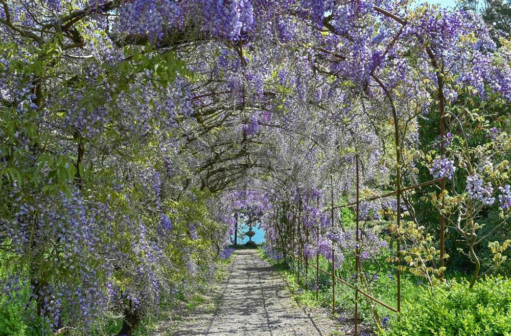 The wisteria tunnel