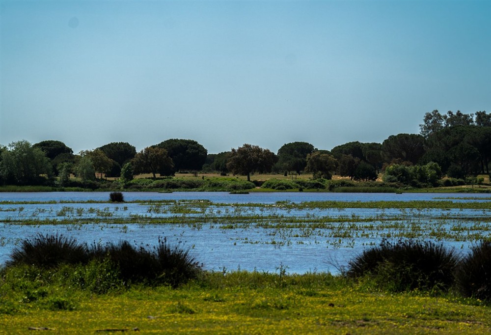 Cortijo Rocio