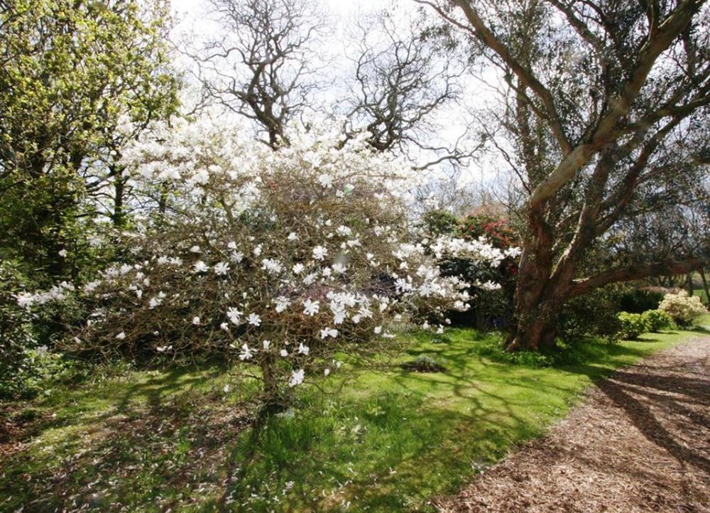 Gardens in springtime (photo 2) at Cotna Cottage in Gorran