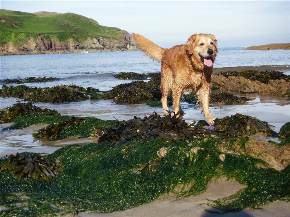 This property accepts two well behaved dogs at Cottage View in Hope Cove, Nr Kingsbridge