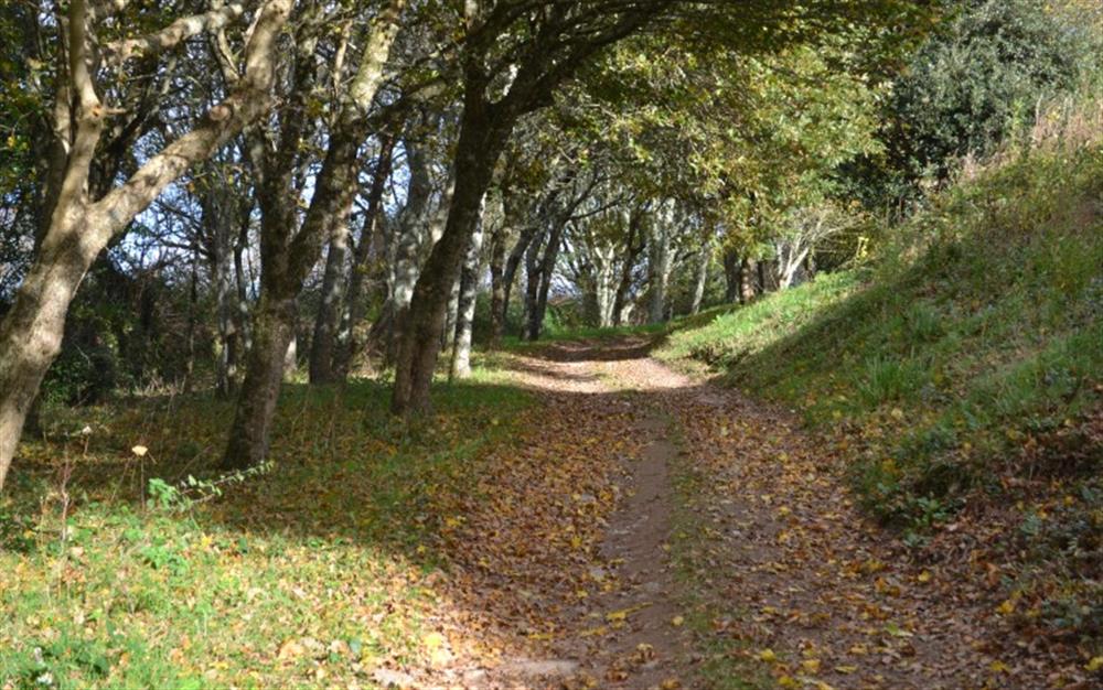 Take a peaceful stroll though one of the woodland walks.