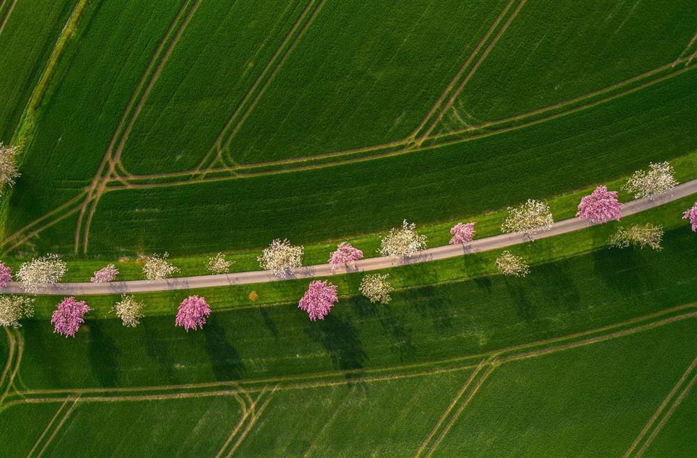 The driveway lined with cherry blossoms