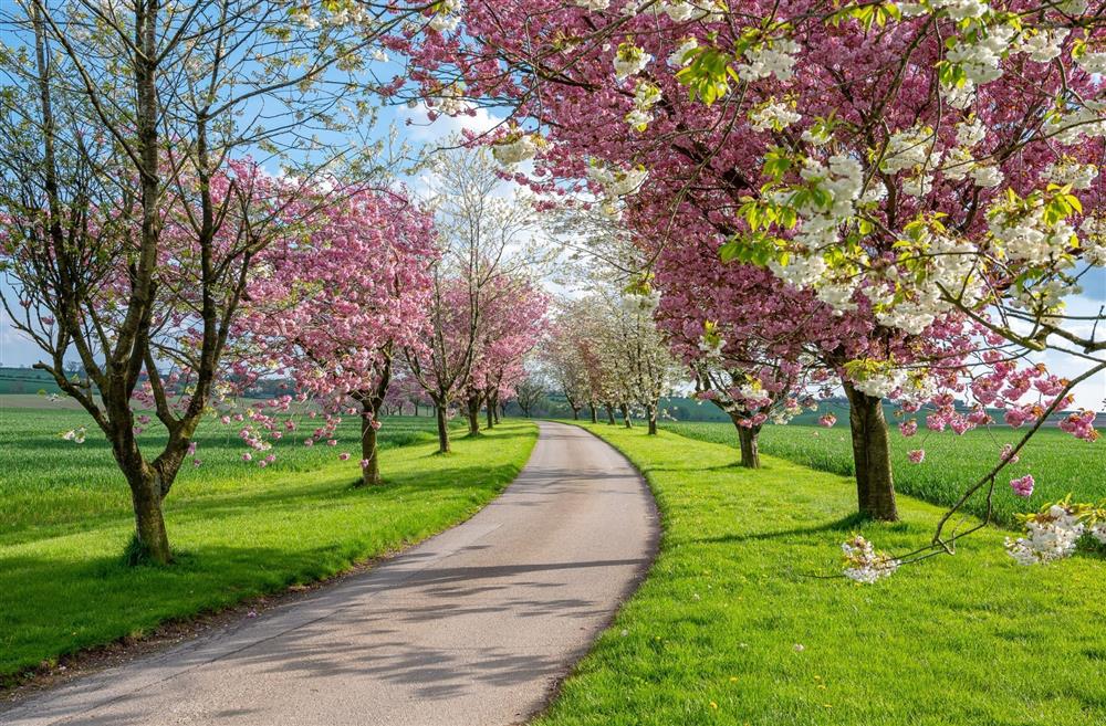 The driveway lined with cherry blossoms