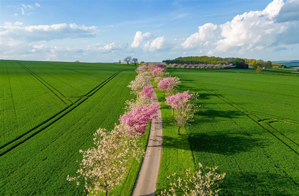 The driveway lined with cherry blossoms