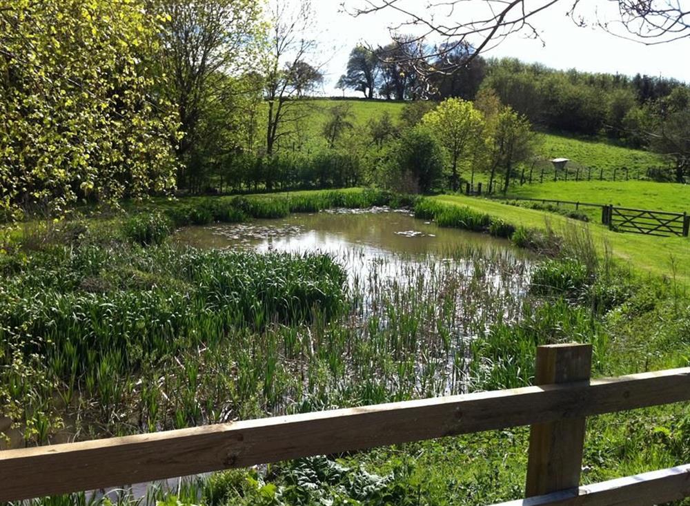 Pond in the garden at Cowslip Cottage, Brook, Kent