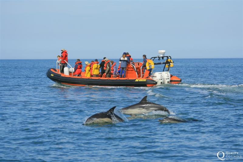 Do book ’A Bay to Remember’ wildlife boat trip for a truly memorable holiday experience the whole family will enjoy at Craig Silian, Gwbert