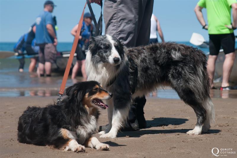 Most Quality Cottages welcome dogs at Craig Silian, Gwbert