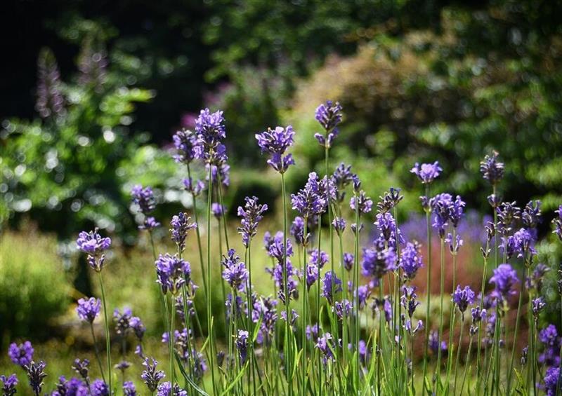Enjoy the garden (photo 2) at Craster Tower Coach House, Craster