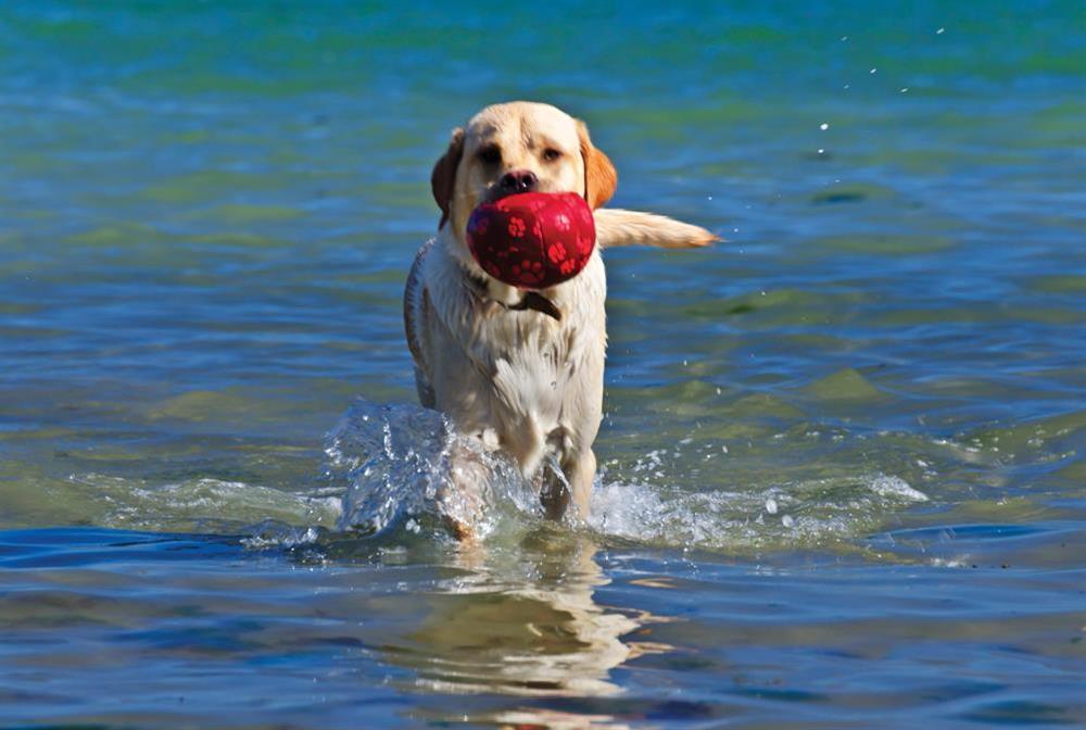 Crew House will accept one well behaved dog at Crew House in Dart Marina, Dartmouth