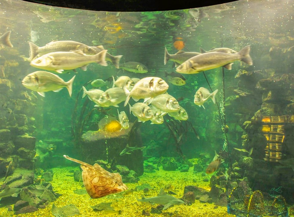 Interior (photo 2) at Gelli Gron (Open Pastures), 