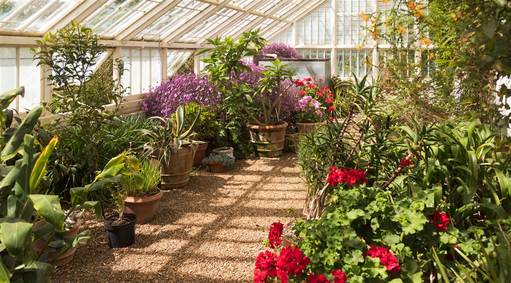 The inside of a glass house filled with pots of blooming purple and red flowers at Cromer Lodge in Norwich, Norfolk