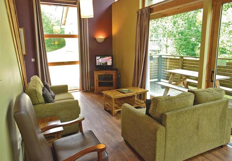 Typical Copper Beech 2 at Cropton Lodges in Cropton, Pickering, Yorkshire