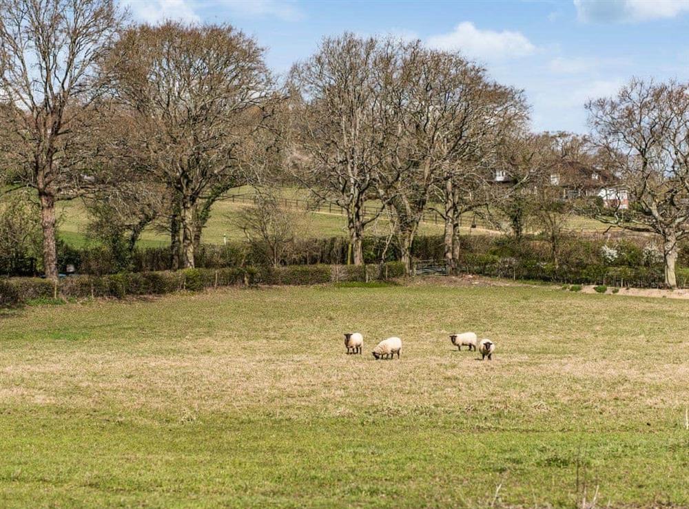 Rural landscape at Crowell Shires in Pulborough, West Sussex