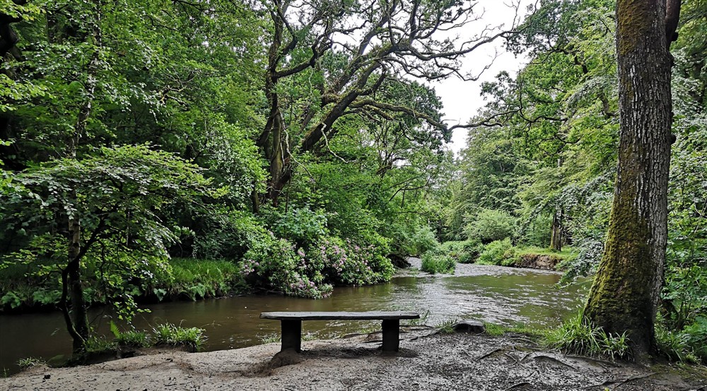 A low wooden bench looks out over a broad river, surrounded by oaks and other trees in leaf at Cutmadoc in Bodmin, Cornwall