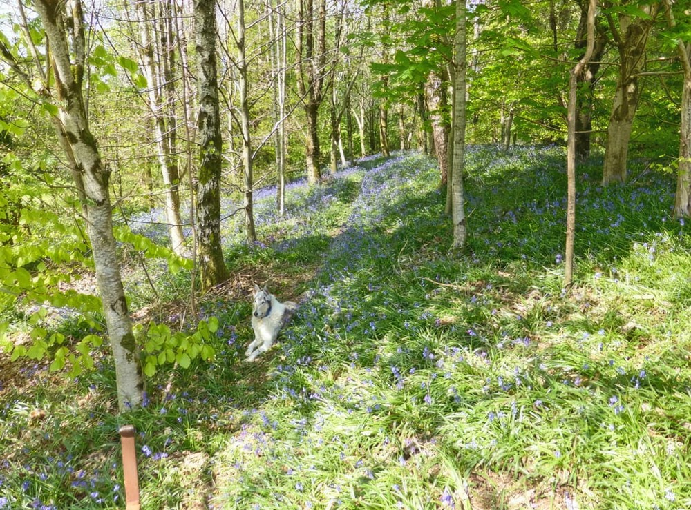 Surrounding area at Cwt Cwtshlyd in Tregaron, Dyfed