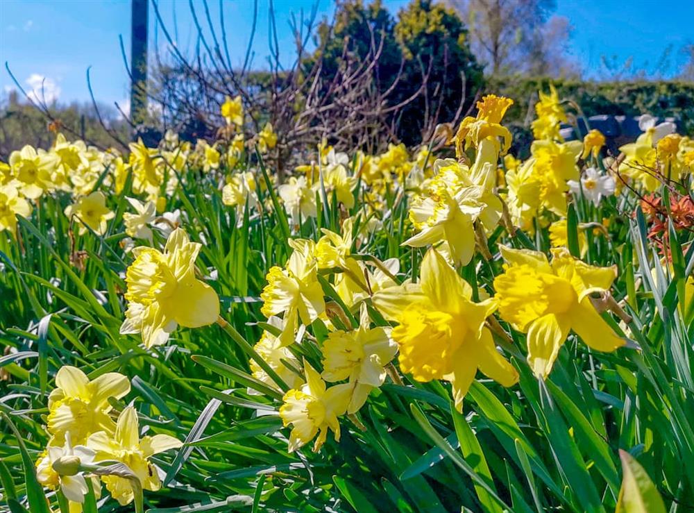 Garden at Daffodils in Haltwhistle, Northumberland