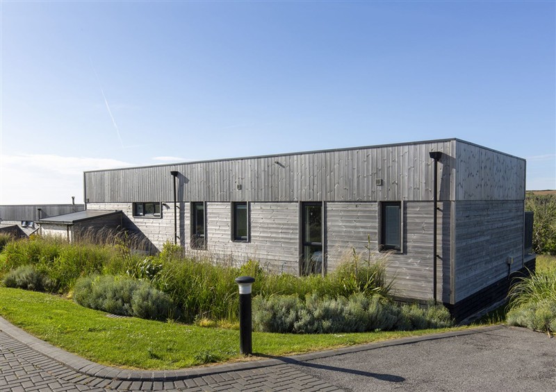 The garden at Dahlia, Portreath