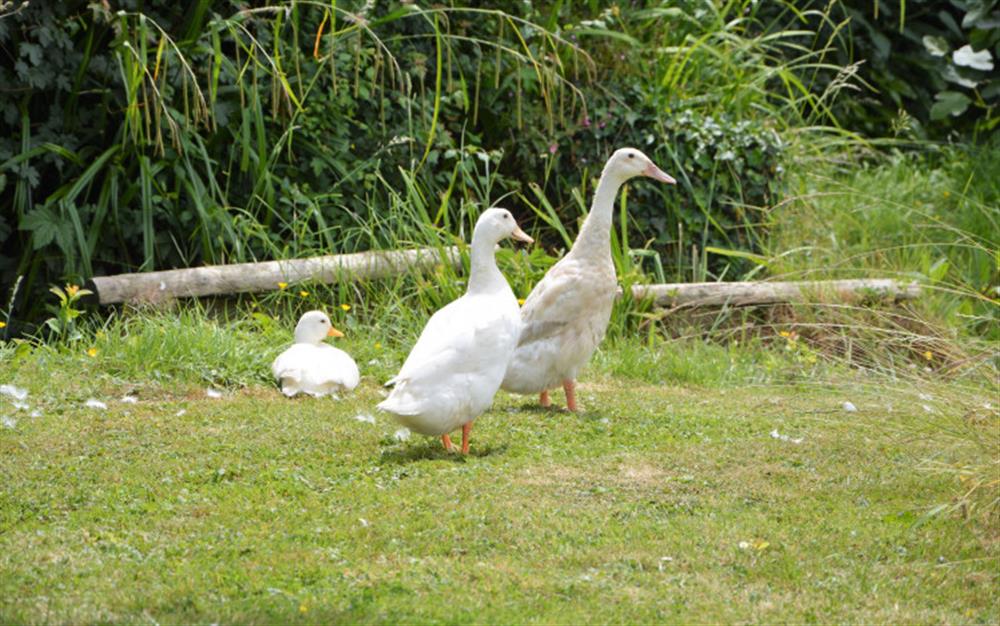 Enjoy watching the ducks at the pond at Dairy Cottage in Whitchurch Canonicorum