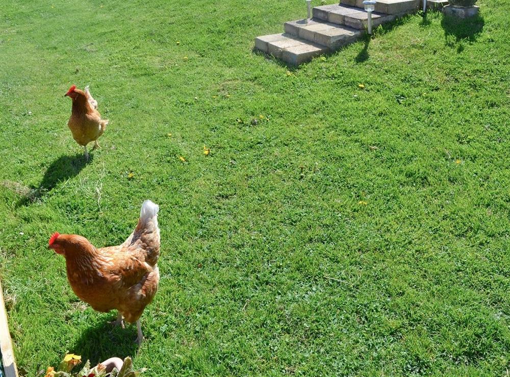 Chickens in owners garden at Daisys Cottage Annexe in Niton, near Ventnor, Isle Of Wight
