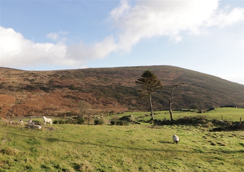 The garden at Dan Whites Cottage, near Rostrevor