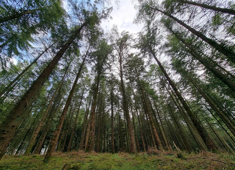 The setting of Danby Lodge