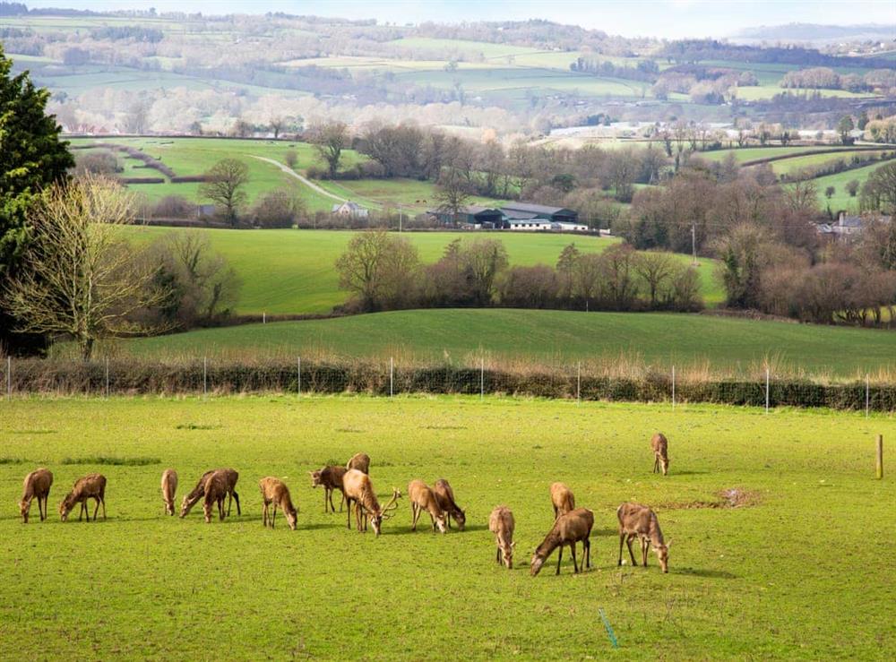 Surrounding area at Deer View in Ottery St Mary, Devon