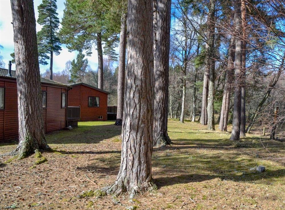 Setting (photo 4) at Deeside Woodland Lodges- Lodge A in Dinnet, near Ballater, Aberdeenshire