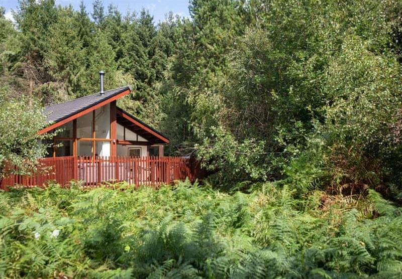 White Willow Premium 2 at Delamere Forest Lodges in Fordsham, Cheshire