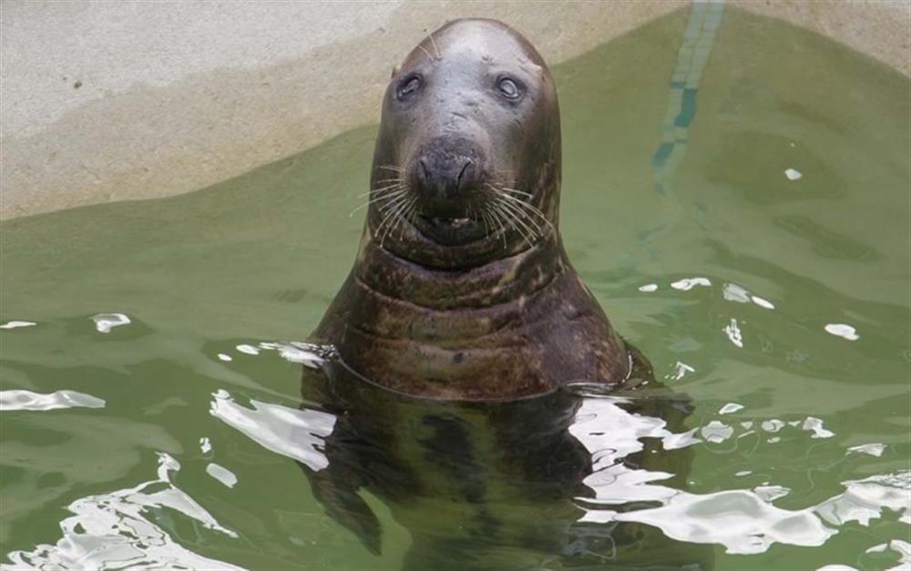 Do visit Ray the seal at the Seal Sanctuary in Gweek! at Demelza 4 in Helford Passage