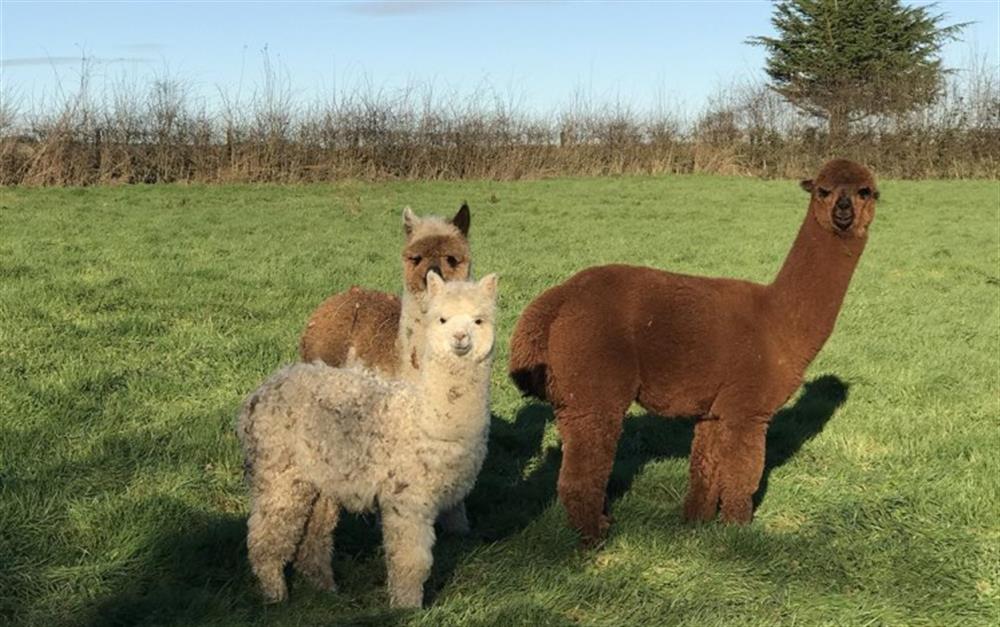 The Alpaca family